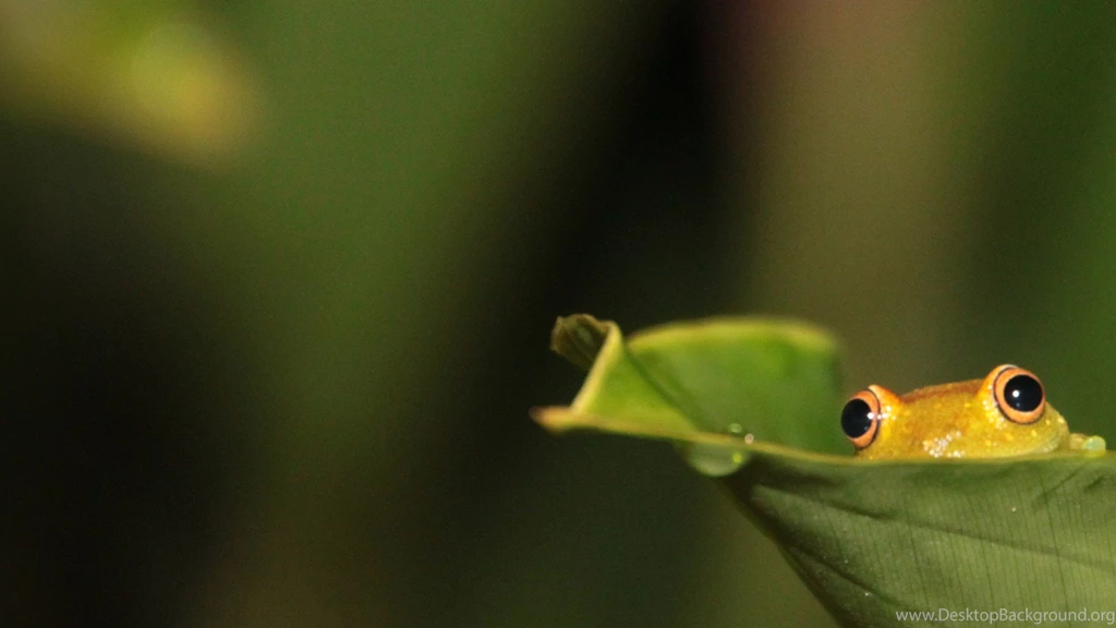 Beautiful Frog Wallpapers Download