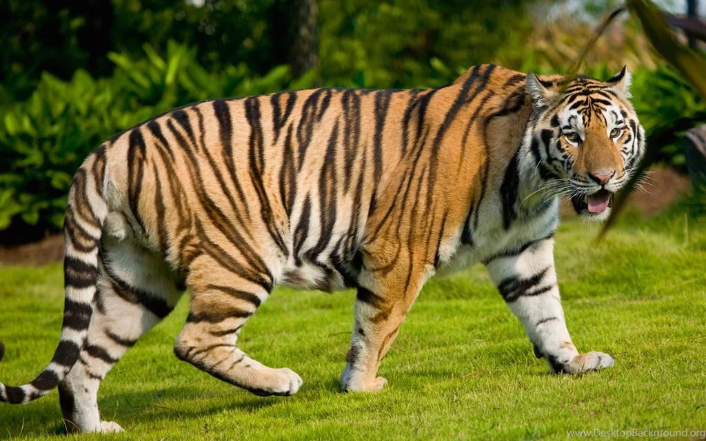 Free Obtain HD Wallpapers Of Tigers   HD Images New