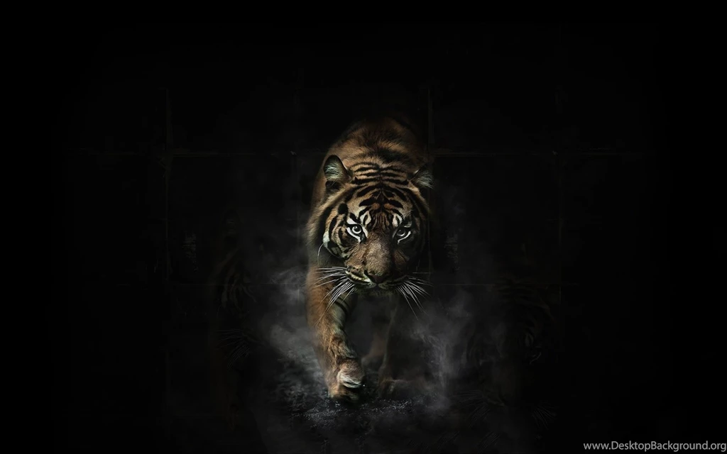 Tiger In Snow Wallpapers