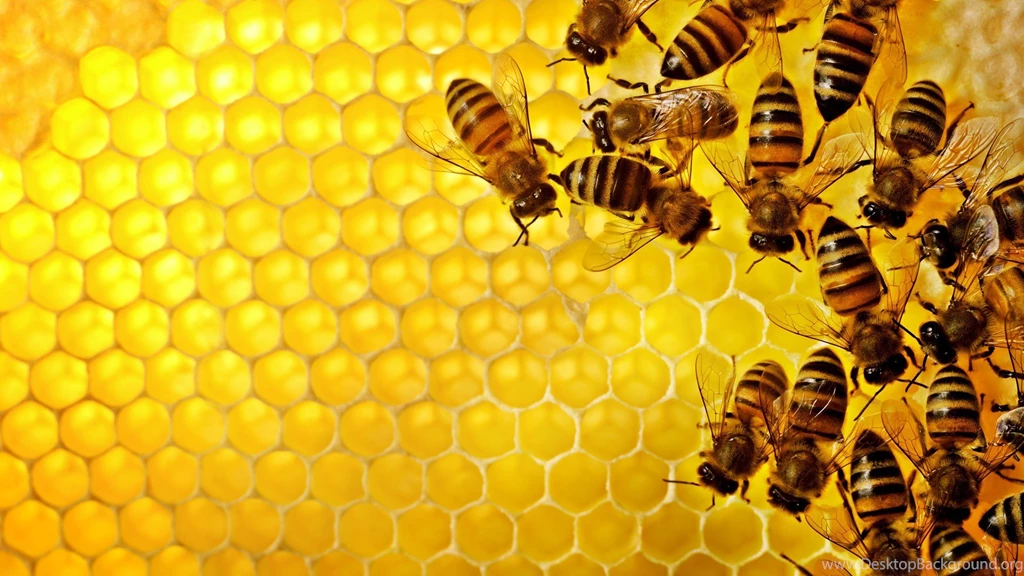 Bee Wallpapers HD Pictures
