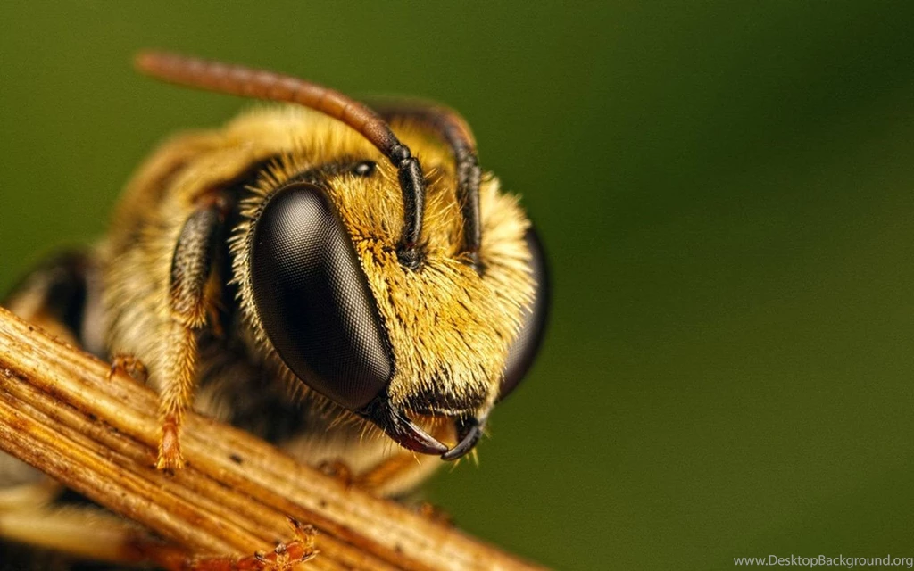 Bee Wallpapers HD Pictures
