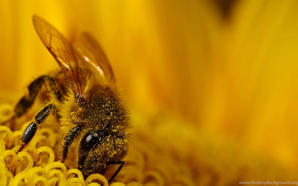 Bee HD Wallpapers