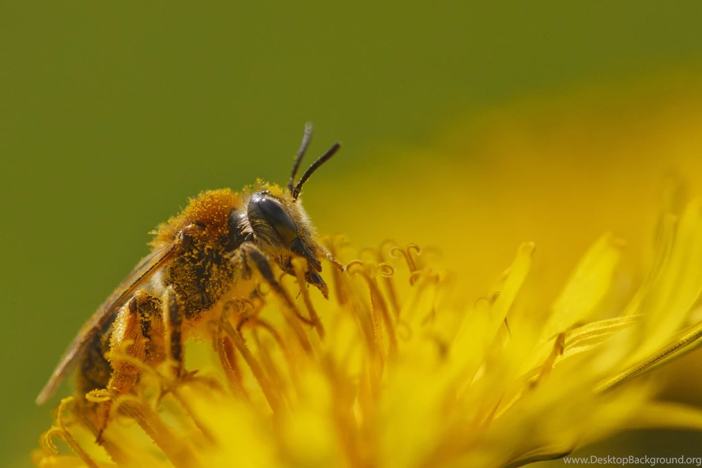 319 Bee HD Wallpapers