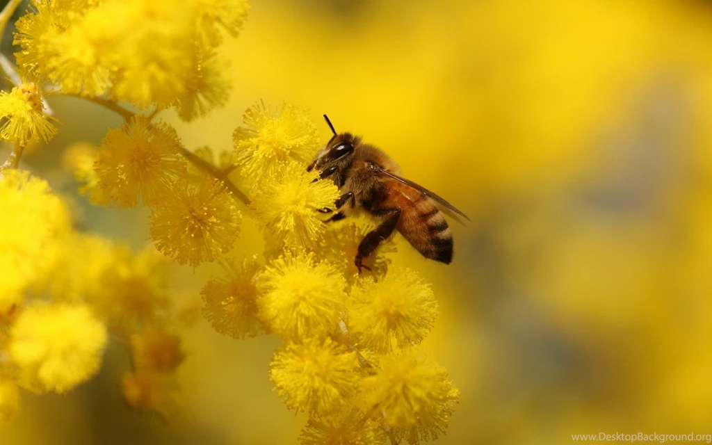 Bee Computer Wallpapers, Desktop Backgrounds