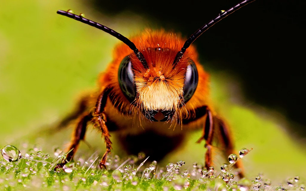 Bee Wallpapers Hd