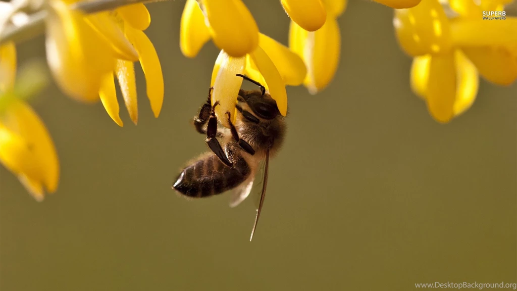Bee Wallpapers