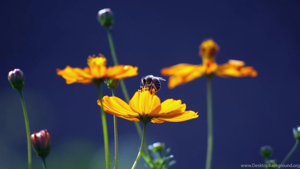 Bee Wallpapers