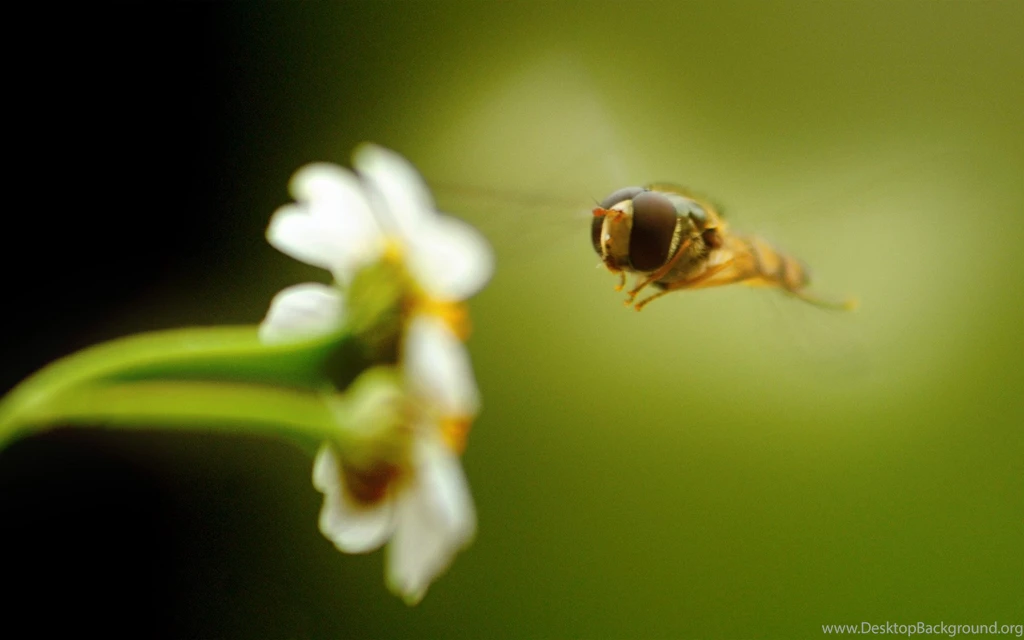 Bee Wallpapers HD Pictures