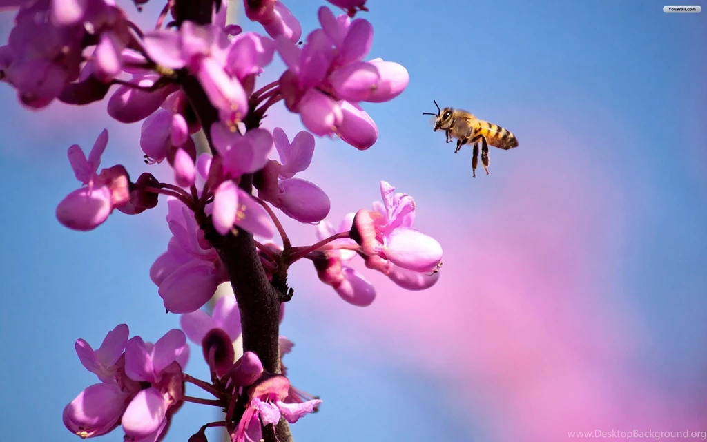 YouWall Purple Flowers And Bee Wallpapers Wallpaper,wallpapers ...
