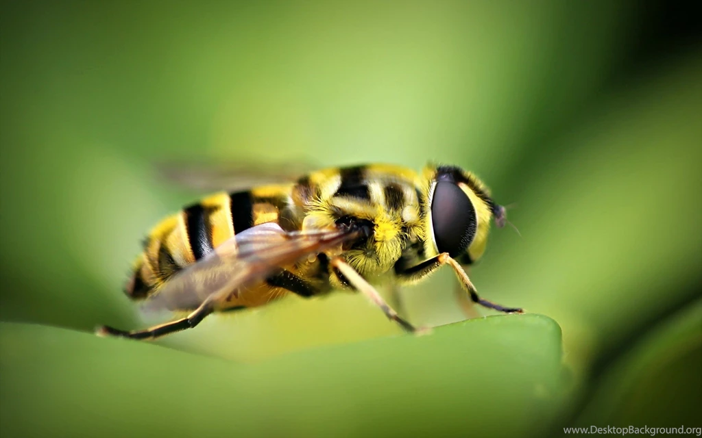 Bee Wallpapers Hd Wallpapers ›› Page 0