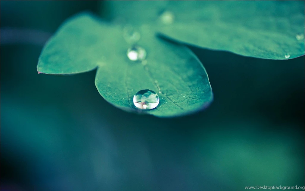 Beautiful Drop Water On Leaves Macro Wallpapers