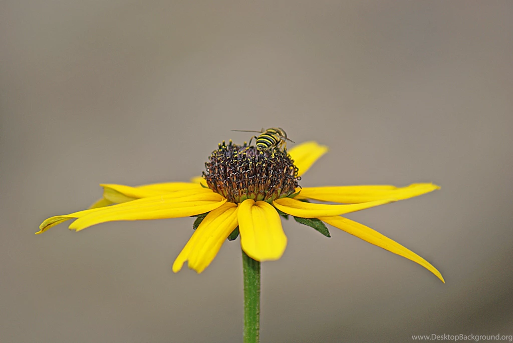 Bee Wallpapers (10854) Wallpaperesque