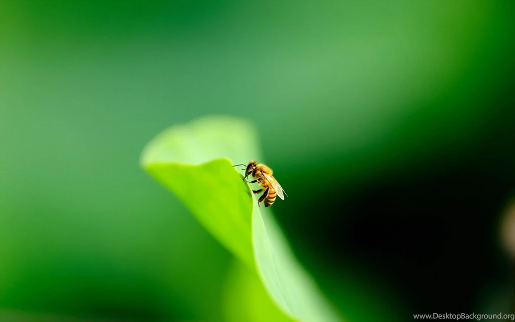 Bee Wallpapers Wallpapers