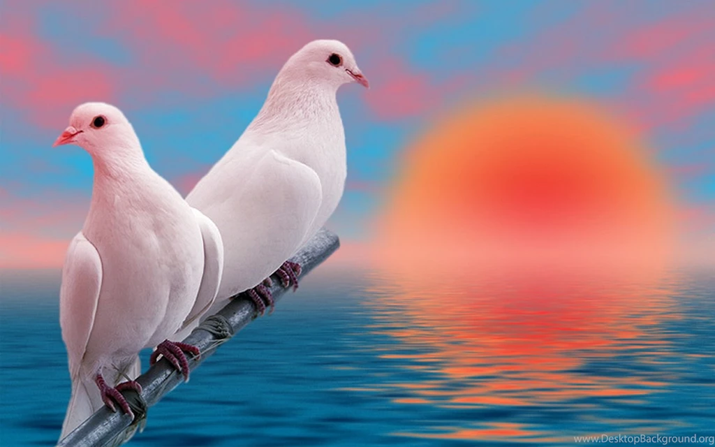 Love Bird Widescreen Backgrounds Wallpapers Attachment 11876 ...