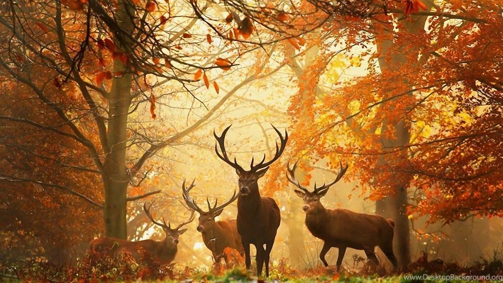 Beautiful Nature HD Photography