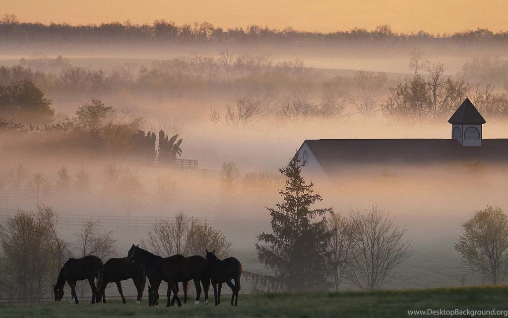 Wallpapers USA, Fog, Horse, Kentucky, Morning, Early Morning Fog On ...