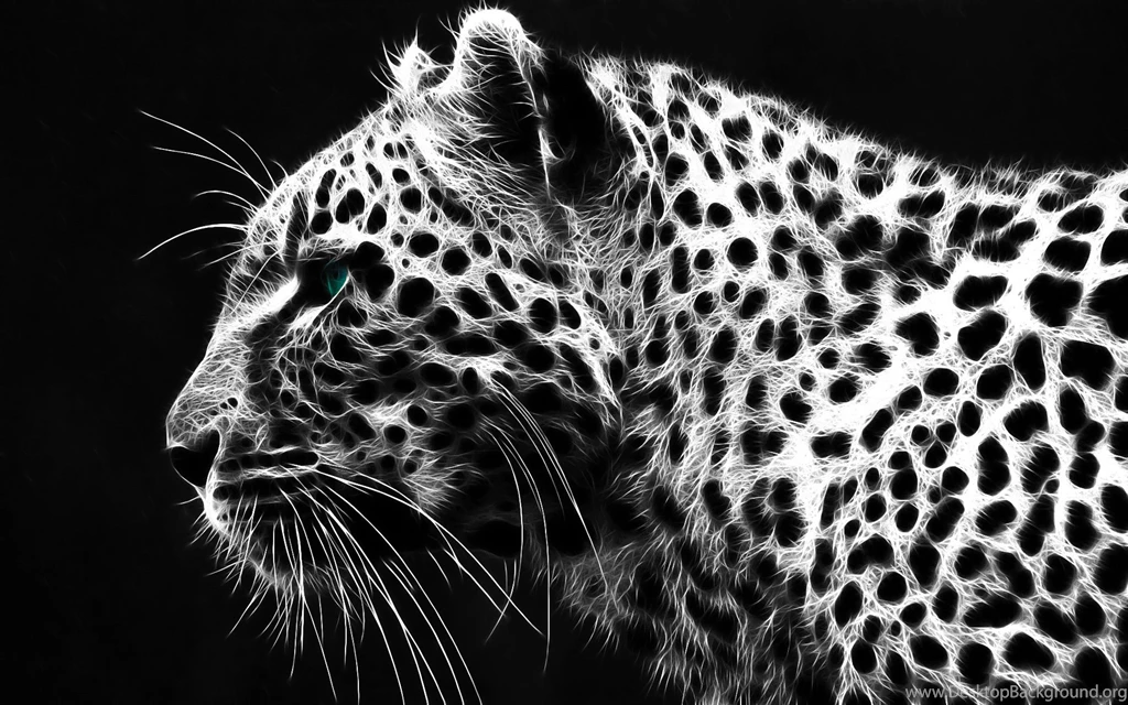 Cheetah Hd Widescreen Desktop Wallpapers Wallpapers At GetHDPic.com
