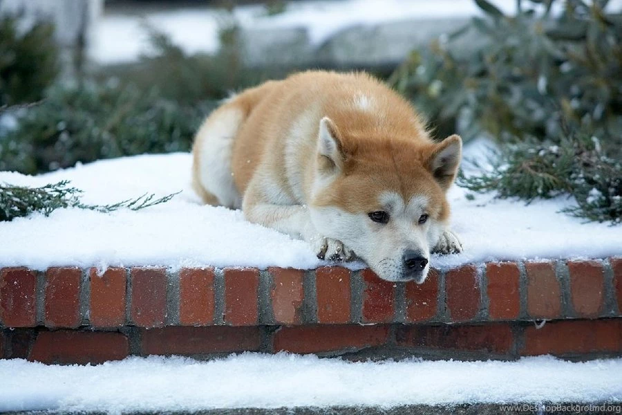 Hachiko My Wallpapers By Santtoss On DeviantArt