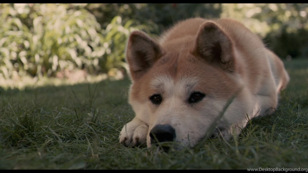 3 Hachi: A Dog's Tale HD Wallpapers