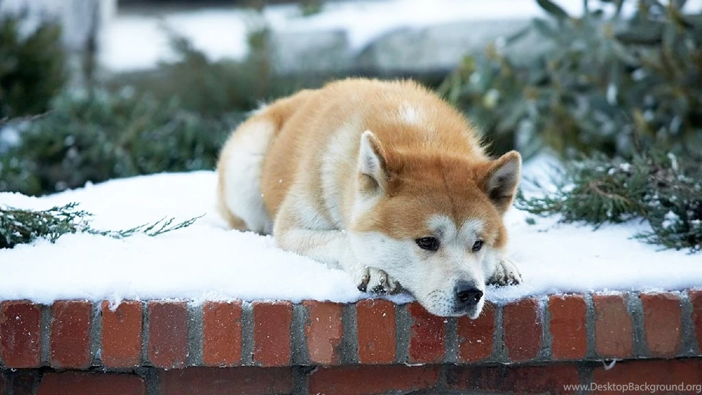 HACHI (2009) HACHIKO: A Dog's Love Story   YouTube