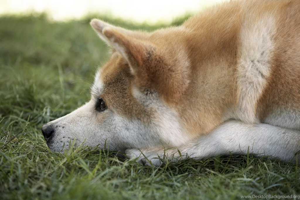 Hachi A Dog's Tale Comes To The Hallmark Channel 9/26/10