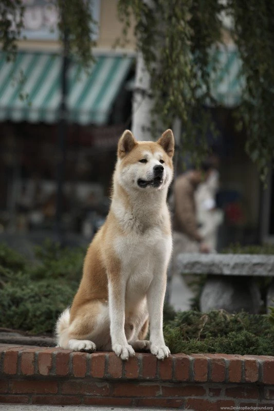 THE REAL HACHIKO: A STORY OF FAITHFULNESS