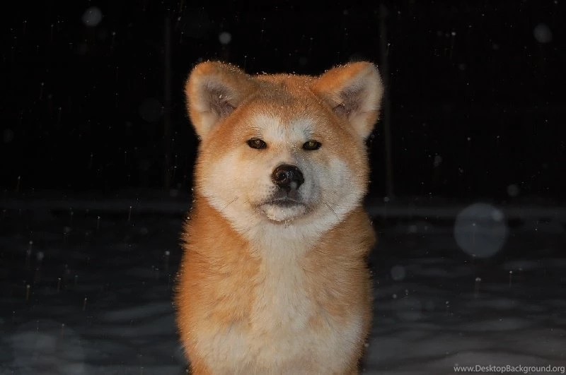 Hachiko By WorkingDogs On DeviantArt