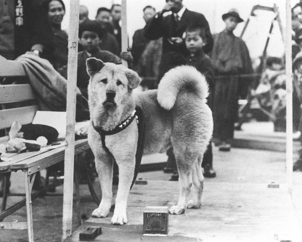 Midnight Movie: Hachi: A Dog's Tale