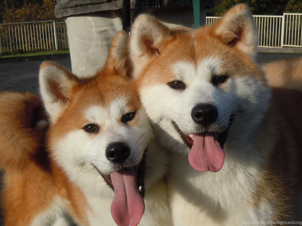 Akita Inu Dog 6 Backgrounds DogBreedsWallpapers.com
