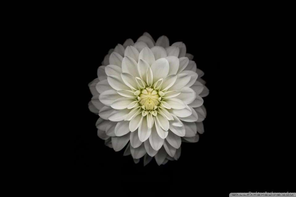 Apple IOS Flower 3 HD Desktop Wallpapers : Widescreen : High ...