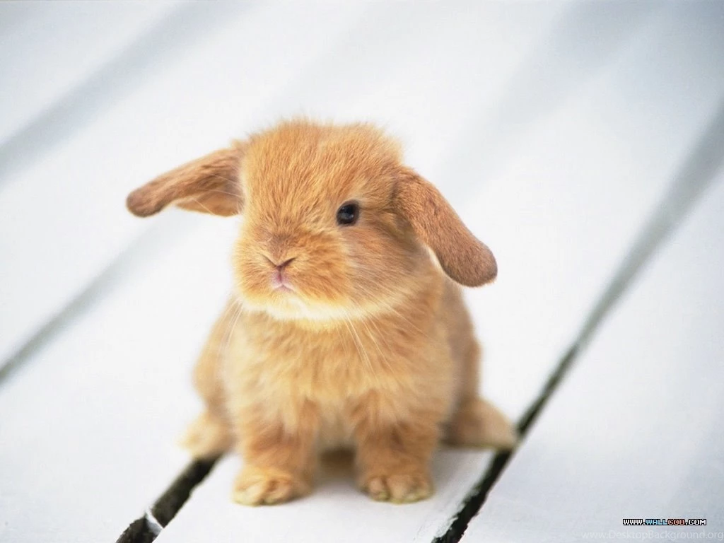 Wallpapers Bunny Rabbit
