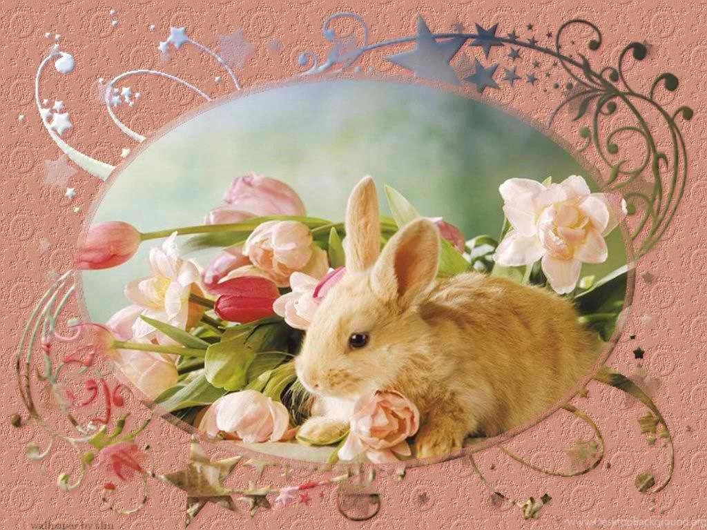 Cute Bunny Daydreaming Wallpapers (30533005) Fanpop