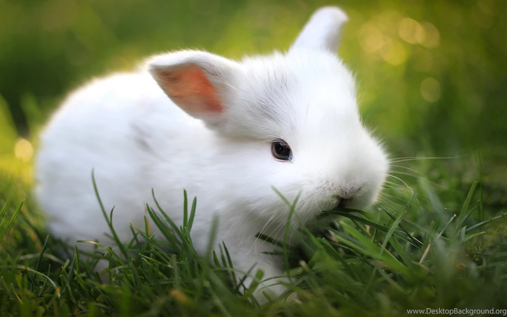 Cute Bunny Wallpapers 666 2560 X 1600 WallpaperLayer.com