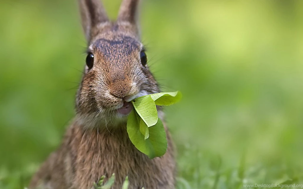 Fields Cute Little Bunny Wallpapers 3 - Animal Wallpapers Free ...