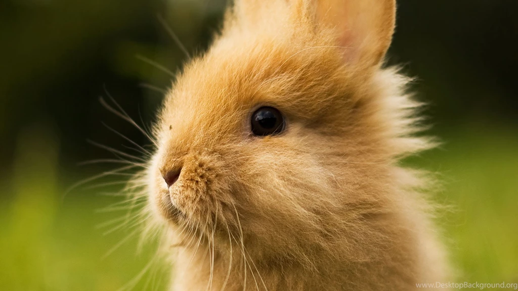 1366x768 Cute Fluffy Bunny Wallpapers