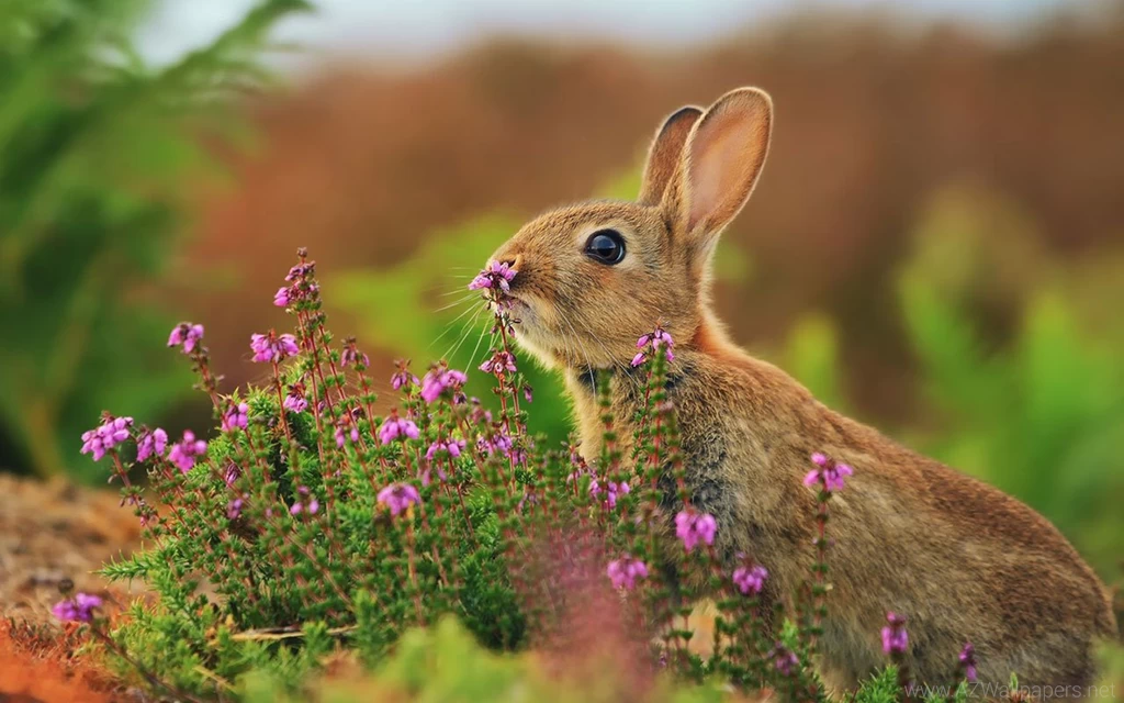 Fields Cute Little Bunny Wallpapers 11 - Animal Wallpapers Free ...