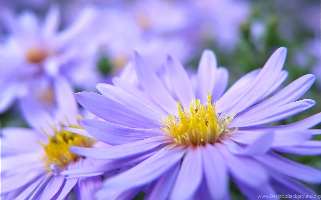 Pretty Backgrounds HD HD Images New