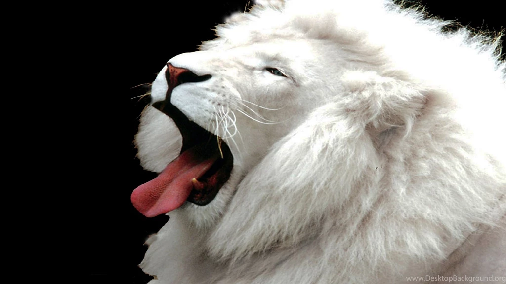 Wallpapers Lion Picturs White Pictures Image Select 1920x1080 ...