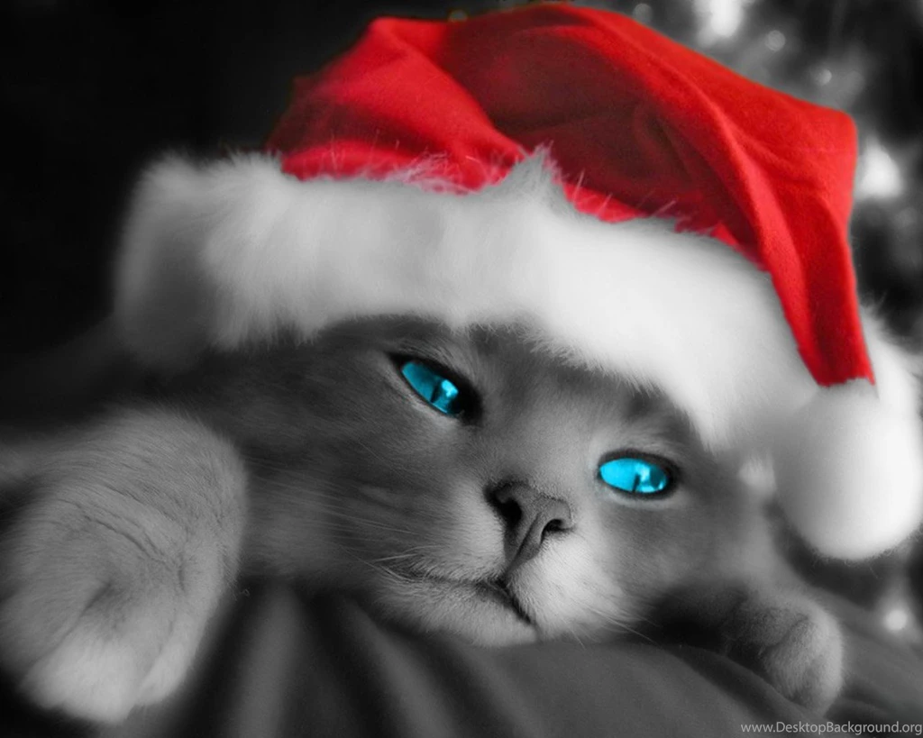 Christmas Cute Kitten Danasrhp.top