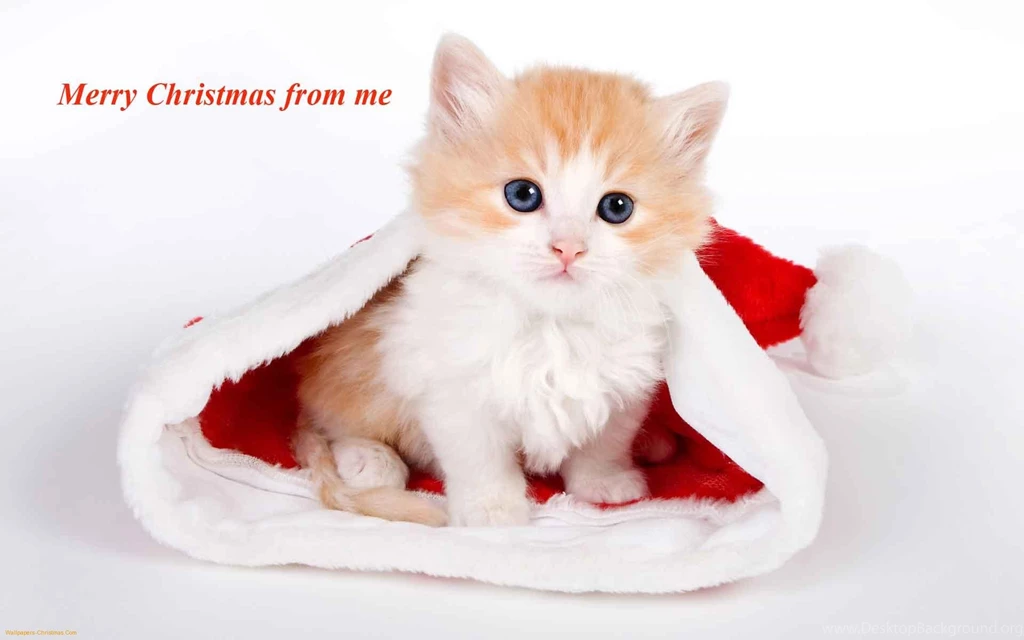 Merry Christmas 2015 Collection Of Xmas Puppies And Kittens