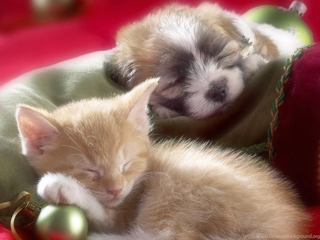 Kitten and Puppy kittens Desktop_Wallpapers
