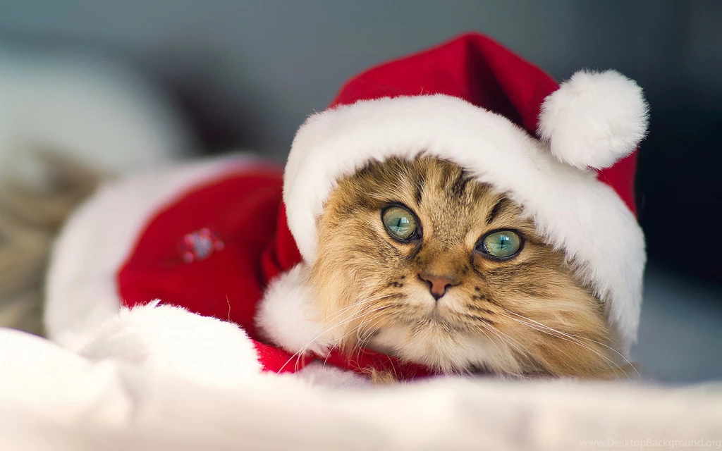 Christmas Kittens Wallpapers Desktop