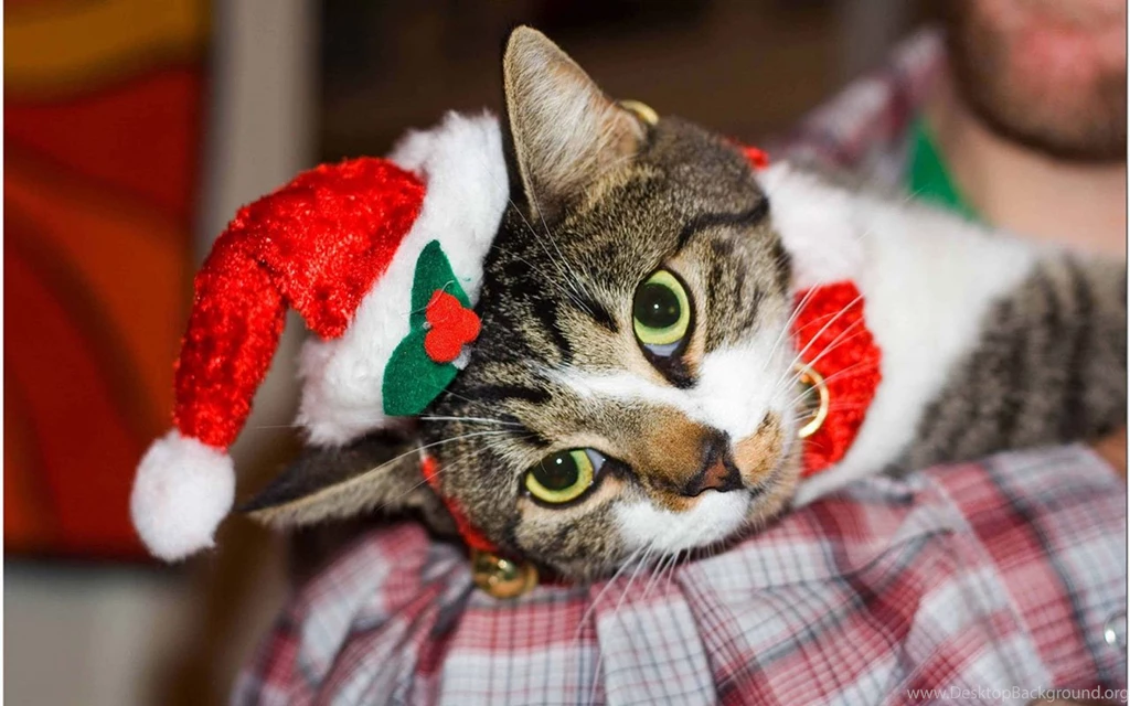 Christmas Cute Kittens HD Photography Wallpapers 7 - Holiday ...