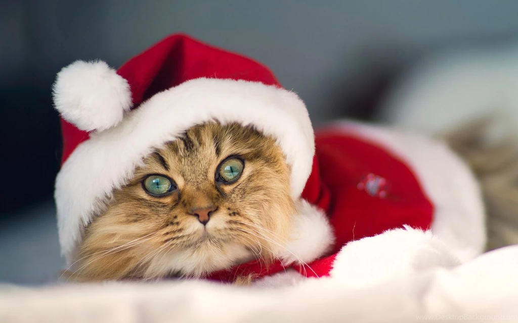 Kitten Christmas Desktop Free Wallpapers   Wallpapers COC