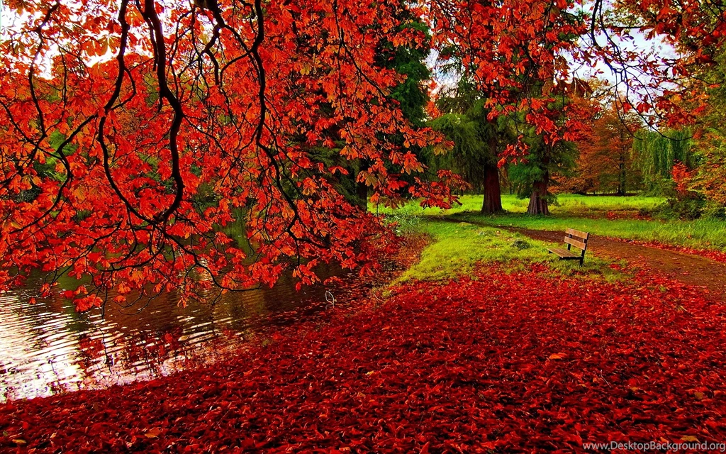 Autumn Leaves Backgrounds