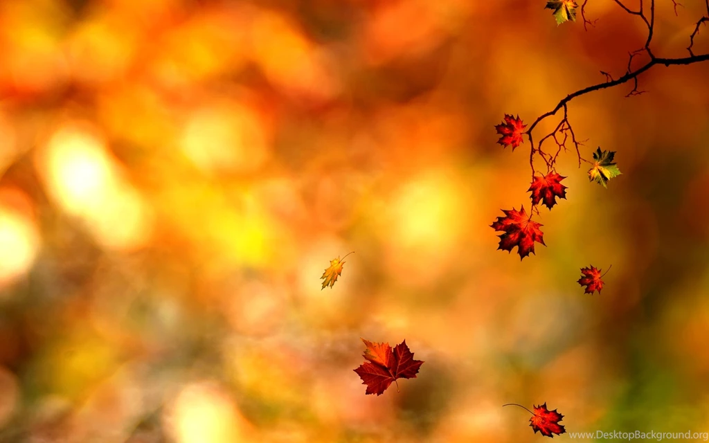Autumn Leaves Backgrounds