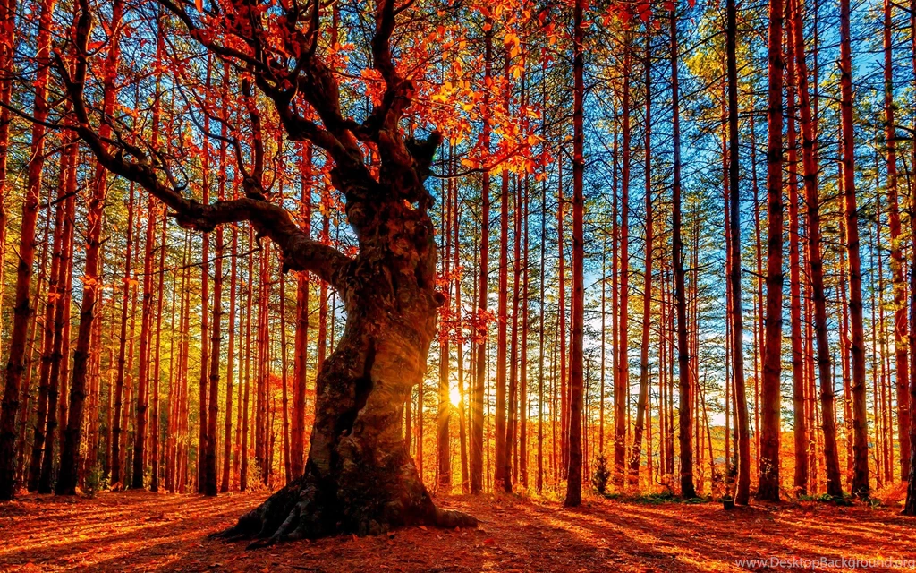 Gorgeous Forest Bridge Wallpapers