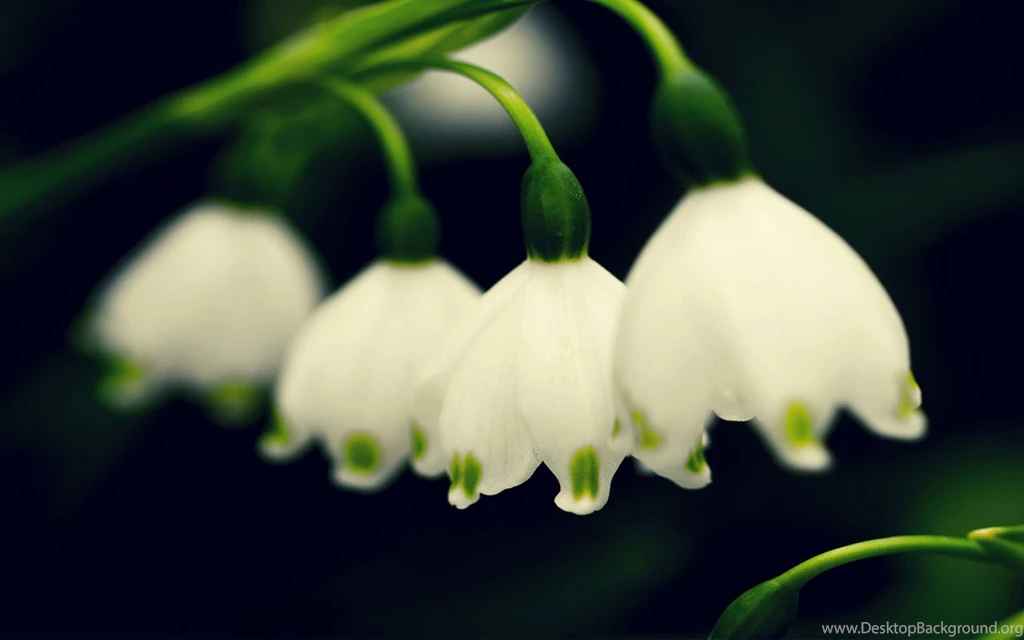 Flower Desktop Wallpapers HD Free Download