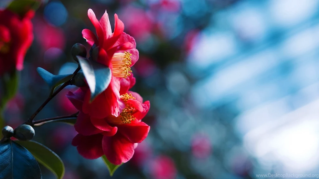 Picture Of Red Flowers HD Desktop Wallpapers