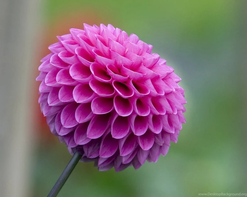 Lovely Flowers Hd Wallpapers